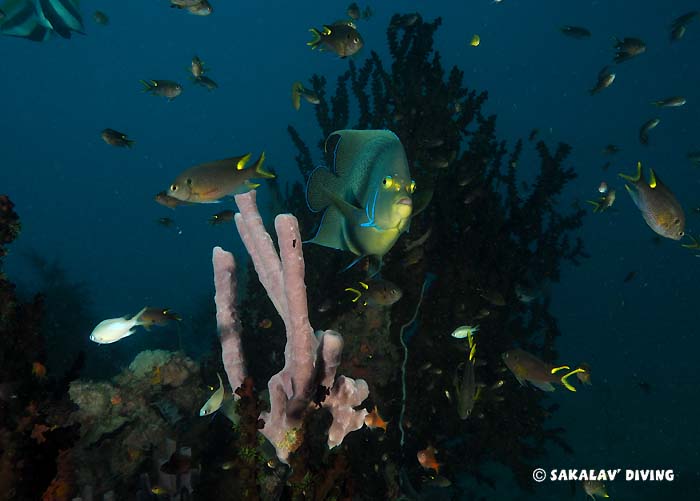 spécificités sites corail noir Nosy Be